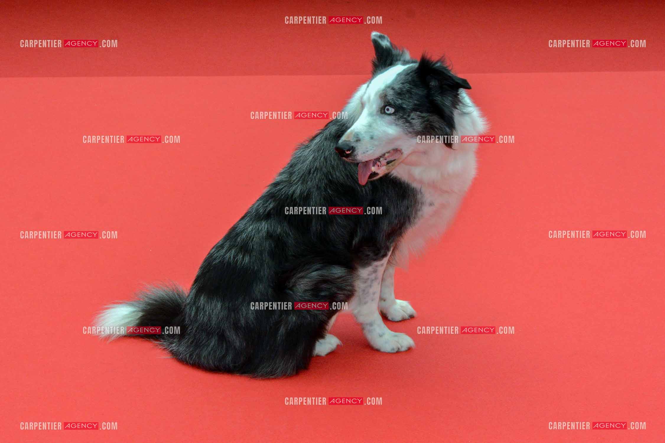 Ouverture du  77ème Festival de Cannes du 14 au 25 mai 2024. Le chien Messi  assiste à la projection du film « Le Deuxième Acte » et à la cérémonie d'ouverture sur le tapis rouge