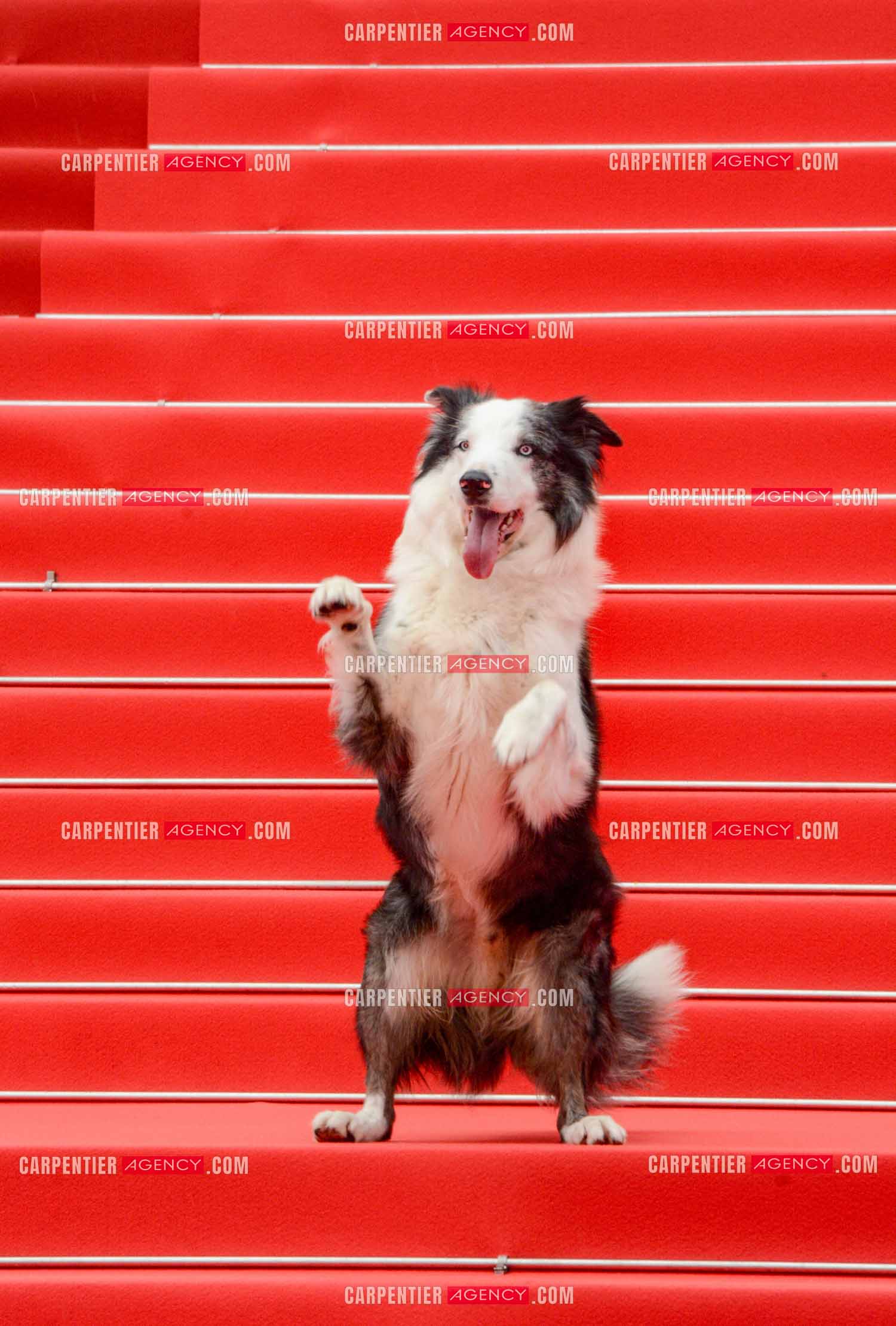 Ouverture du  77ème Festival de Cannes du 14 au 25 mai 2024. Le chien Messi  assiste à la projection du film « Le Deuxième Acte » et à la cérémonie d'ouverture sur le tapis rouge