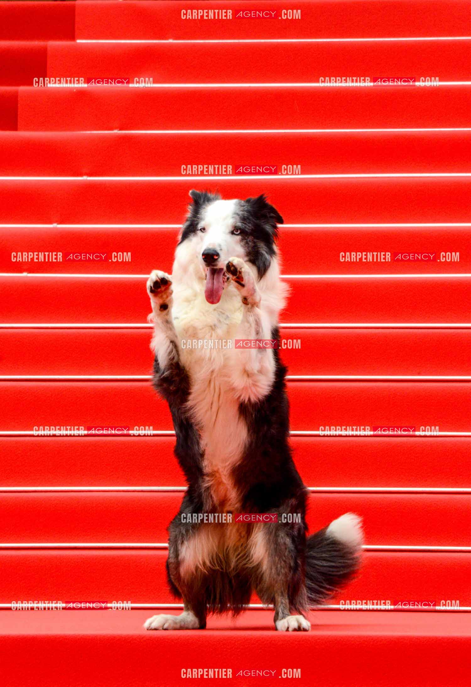 Ouverture du  77ème Festival de Cannes du 14 au 25 mai 2024. Le chien Messi  assiste à la projection du film « Le Deuxième Acte » et à la cérémonie d'ouverture sur le tapis rouge