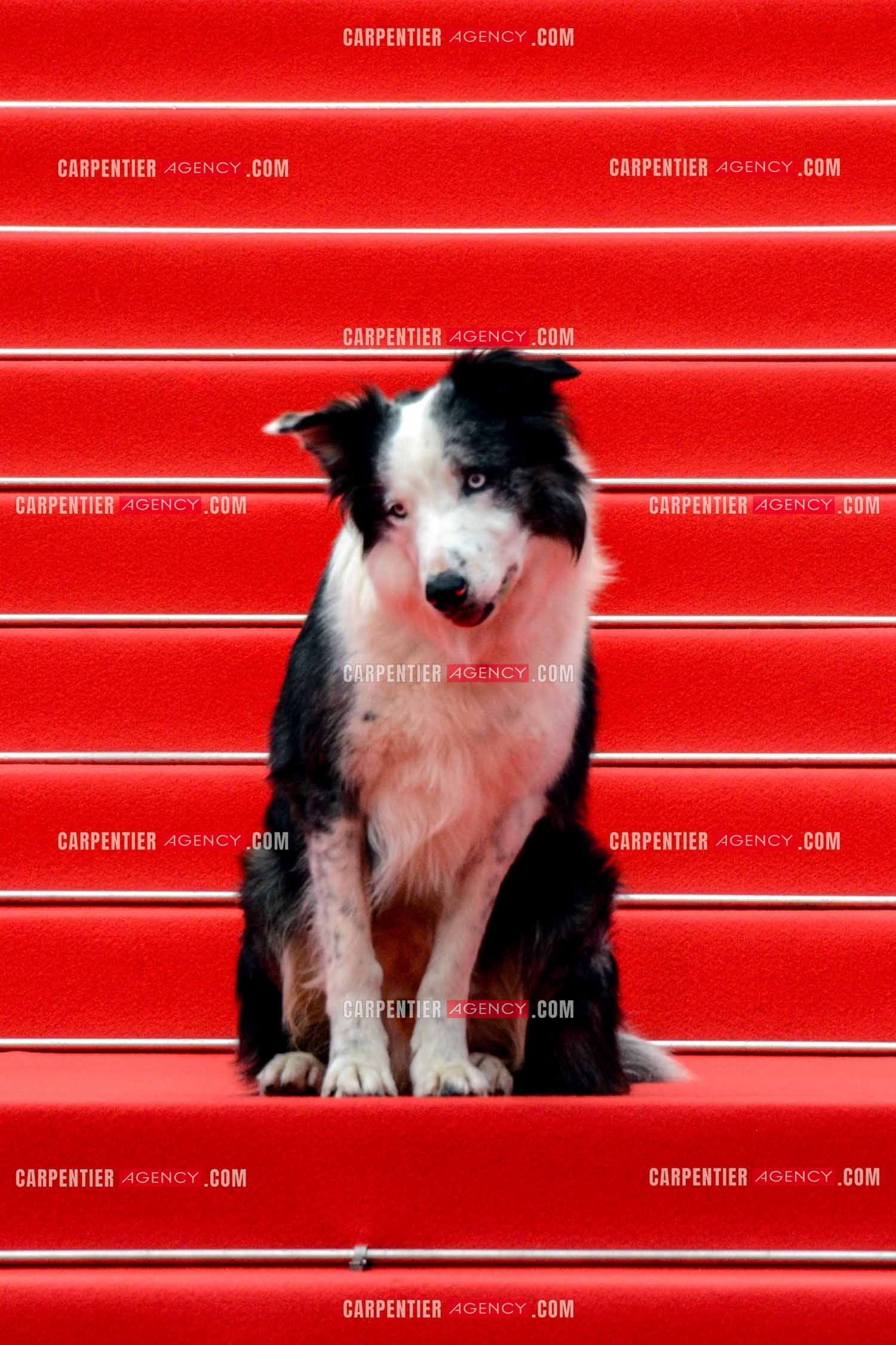 Ouverture du  77ème Festival de Cannes du 14 au 25 mai 2024. Le chien Messi  assiste à la projection du film « Le Deuxième Acte » et à la cérémonie d'ouverture sur le tapis rouge