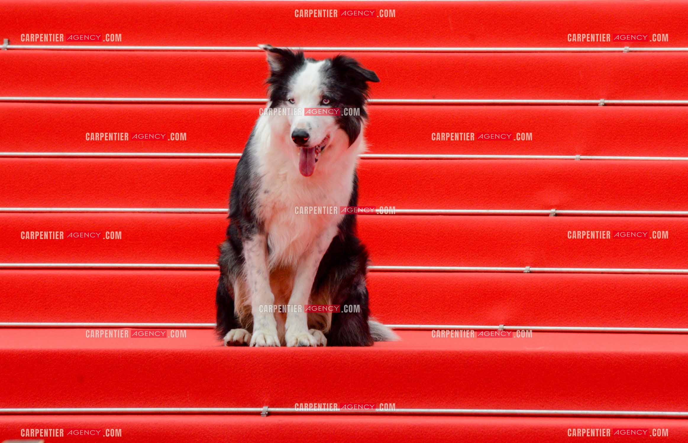 Ouverture du  77ème Festival de Cannes du 14 au 25 mai 2024. Le chien Messi  assiste à la projection du film « Le Deuxième Acte » et à la cérémonie d'ouverture sur le tapis rouge